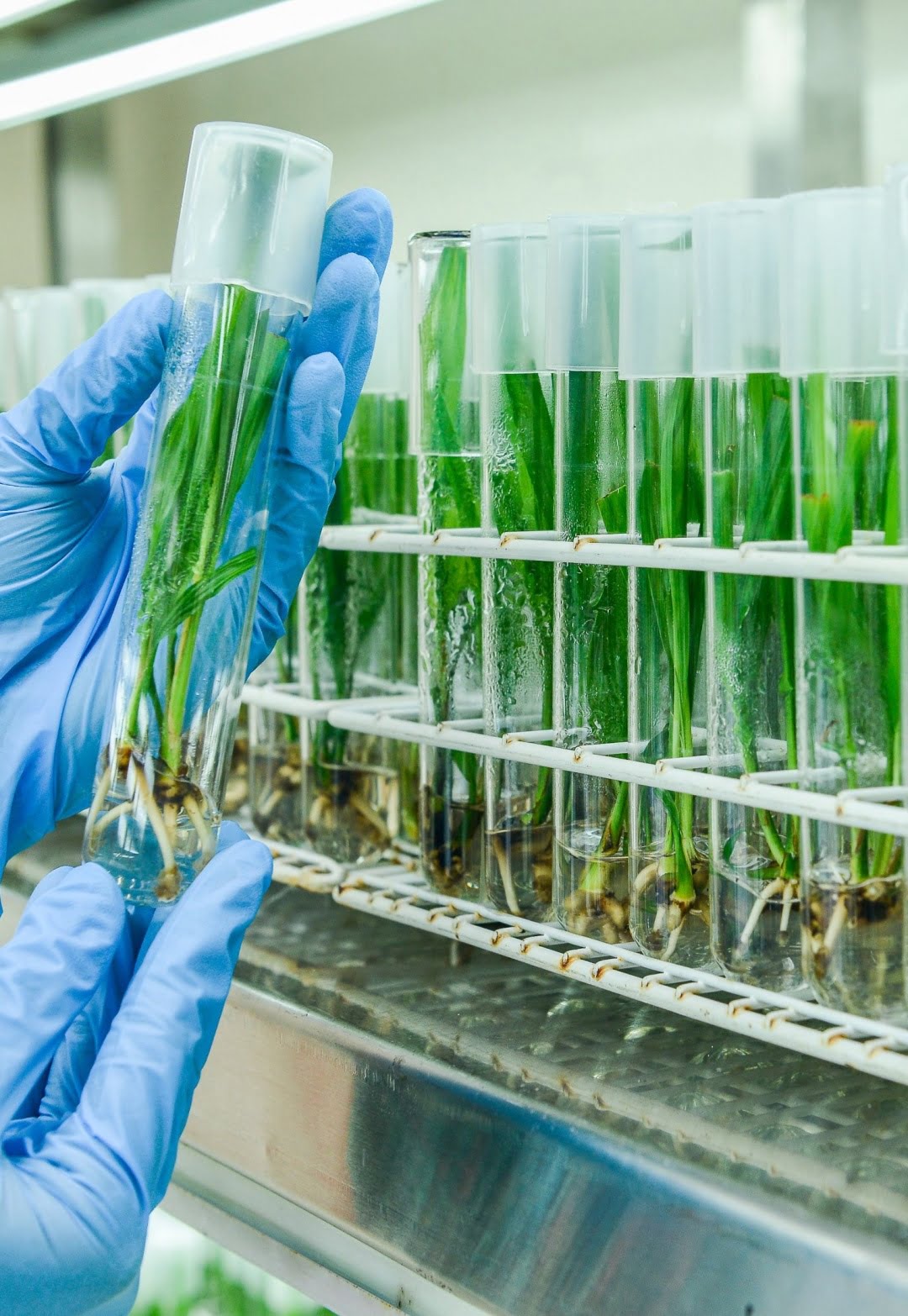 Plant Tissue Culture - FGV Agri Services (FGVAS)