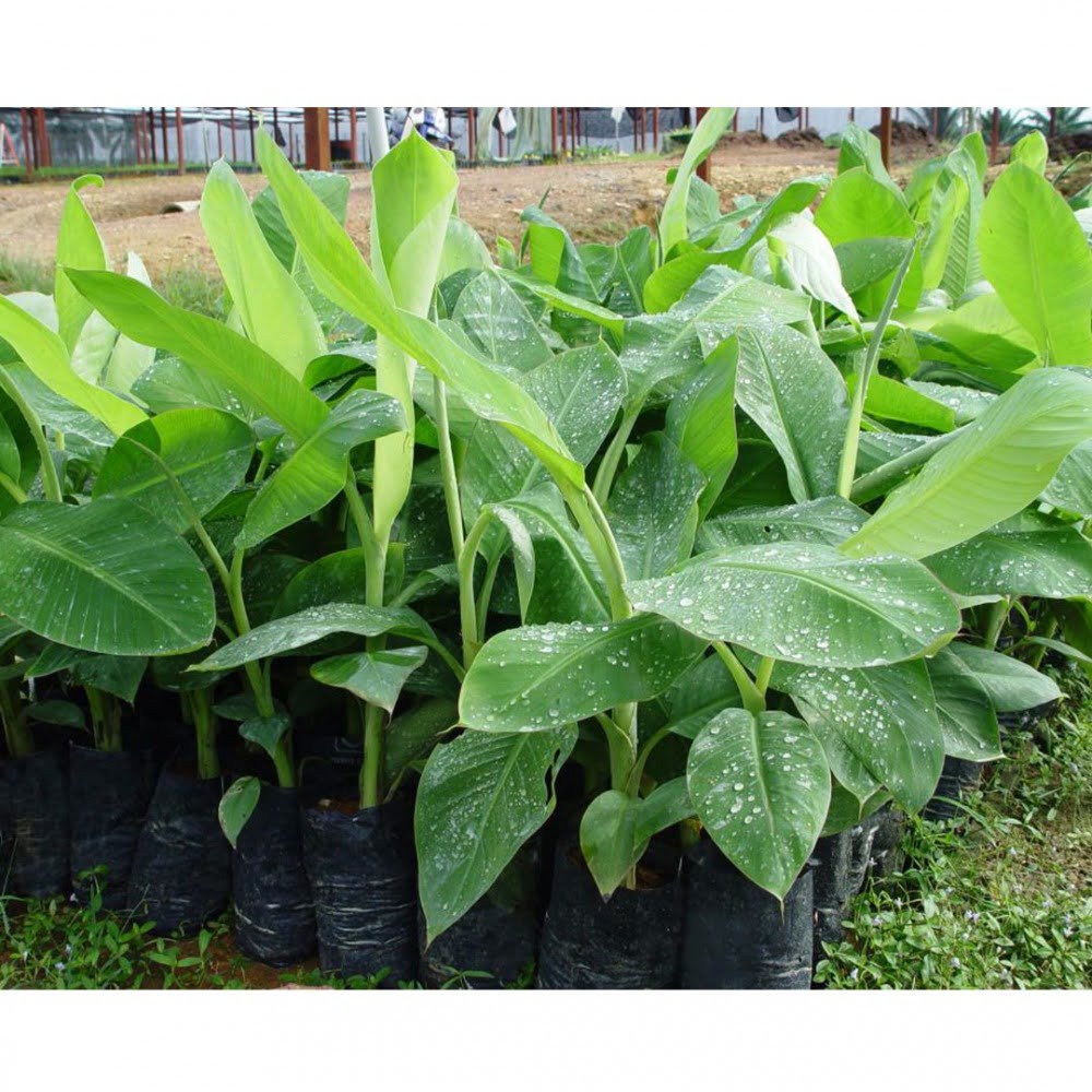 Other Crops Banana Seedling FGVAS