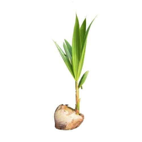 Coconut Seedling1